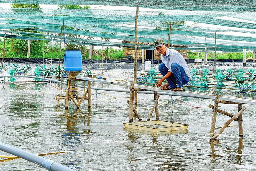 Giảm phát thải khí nhà kính trên nuôi tôm thẻ thâm canh