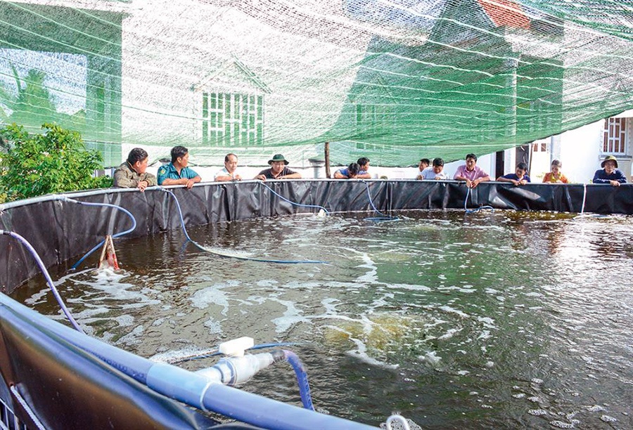 Cà Mau: Diện tích nuôi tôm công nghiệp 9.473ha