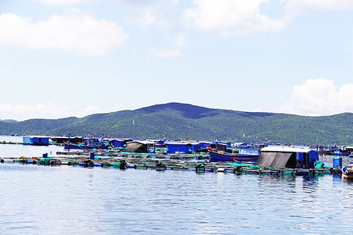 Khánh Hòa: Vùng quy hoạch nuôi trồng thủy sản quá tải