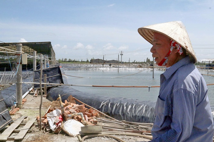 Làm giàu thành công nhờ nuôi tôm sạch lót bạt đáy ao