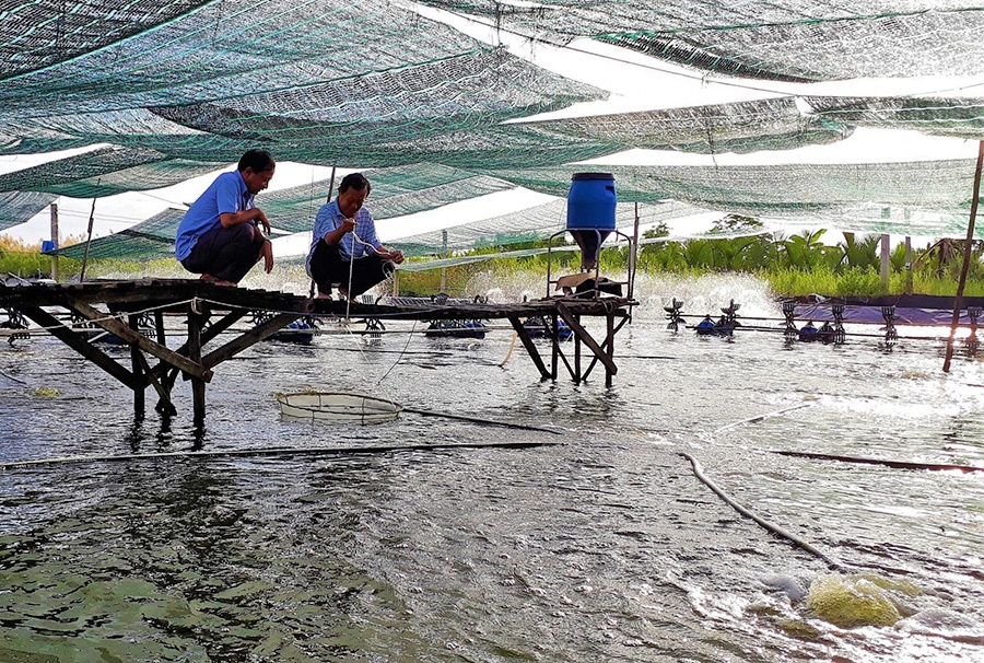 "Canh bạc" nuôi tôm siêu thâm canh ở Cà Mau