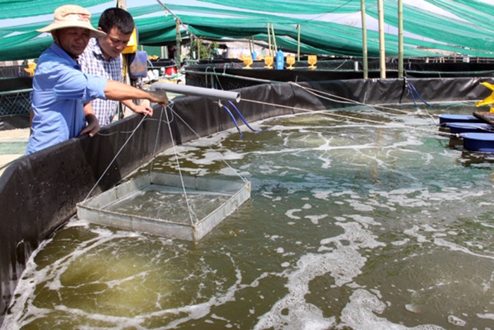 Kỹ thuật nuôi tôm thẻ chân trắng trên cát  BioSpring  Chuyên gia về  nghiên cứu và ứng dụng công nghệ sinh học trong nông nghiệp và xử lý môi  trường