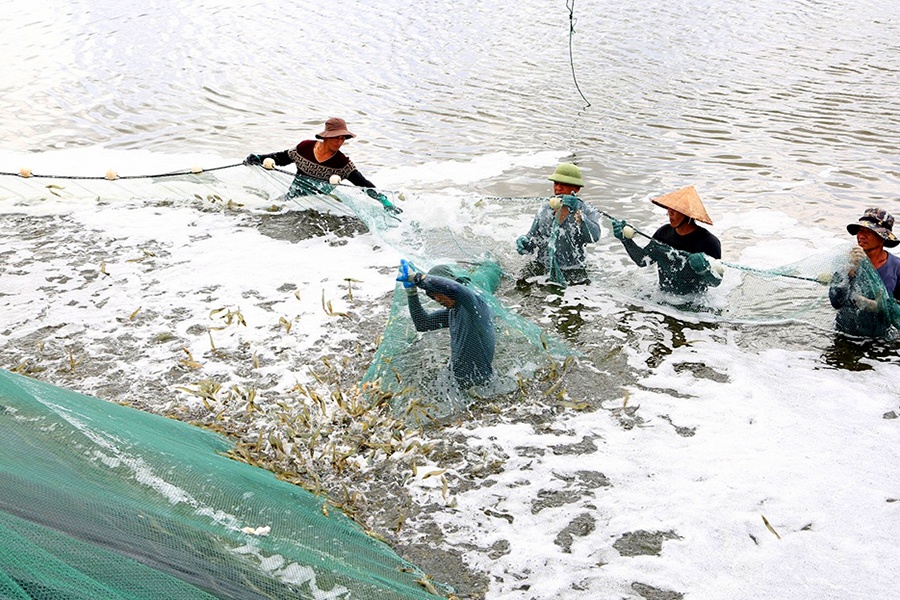 Ngành thủy sản thiếu lao động kỹ thuật