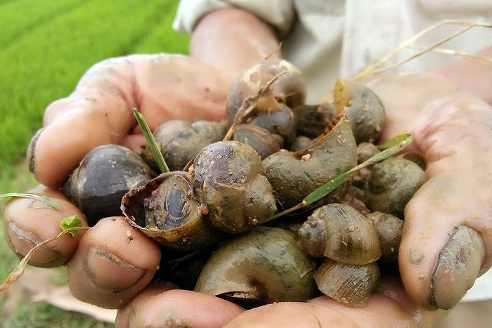 Bổ sung canxi trong ương giống ốc bươu đồng