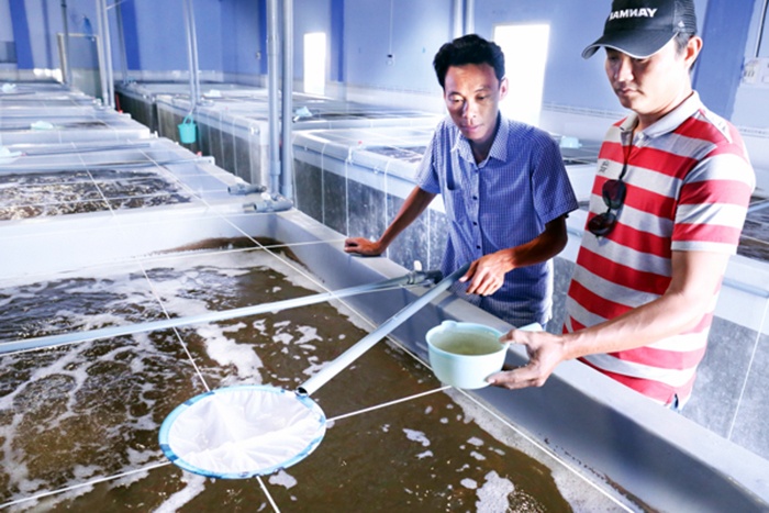 Ninh Thuận sản xuất trên 32 tỷ con tôm giống hằng năm
