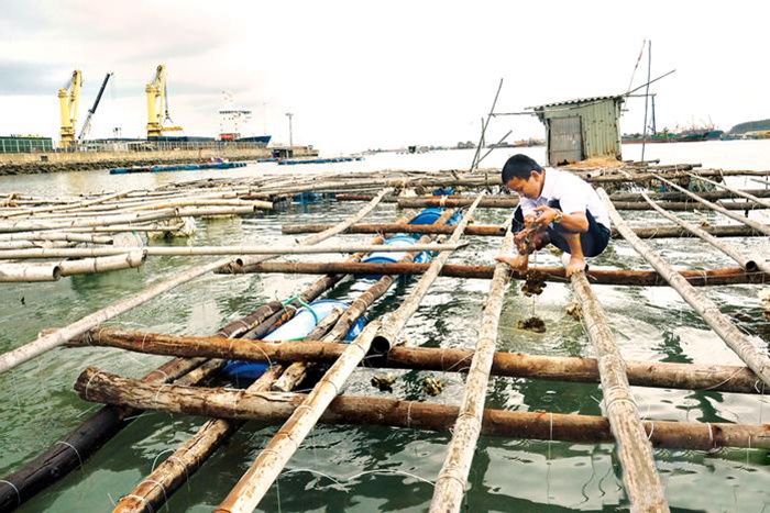 Cần hỗ trợ người dân khi tháo dỡ lồng bè nuôi thủy sản ở Bình Sơn