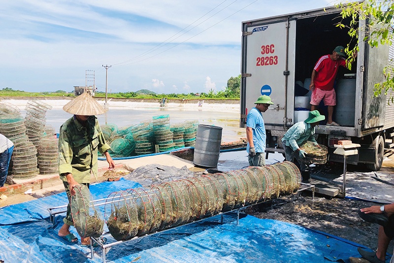 Thay đổi tư duy các hộ nuôi tôm ở Móng Cái