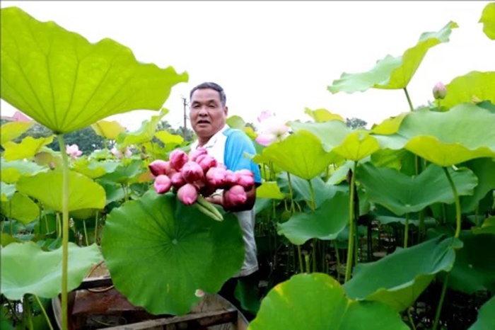 Thu trăm triệu mỗi năm nhờ mô hình trồng sen, thả cá