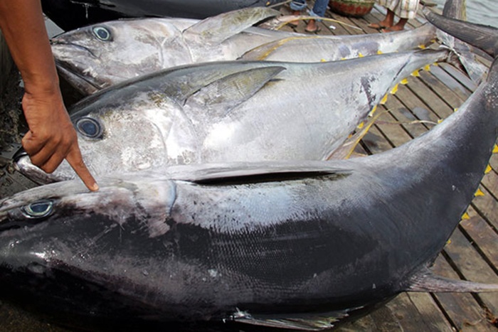 Vì sao giá cá ngừ thế giới giảm mãi không tăng?