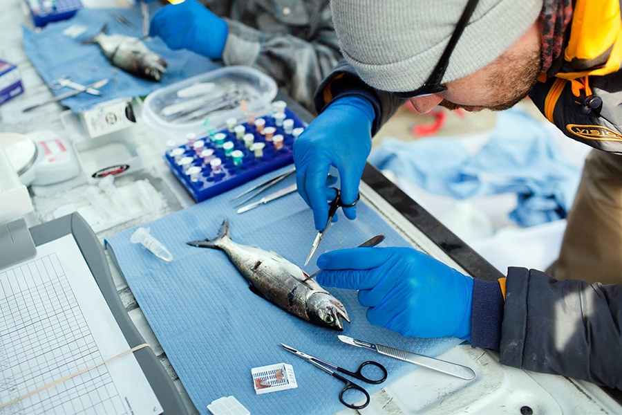 Mầm bệnh mới trên cá hồi hoang dã mối đe dọa cho ngành nuôi cá