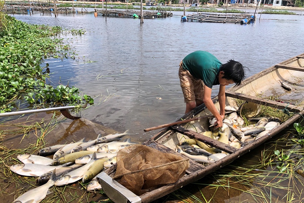Hơn 120 lồng nuôi cá ở Huế chết hàng loạt chưa rõ nguyên nhân