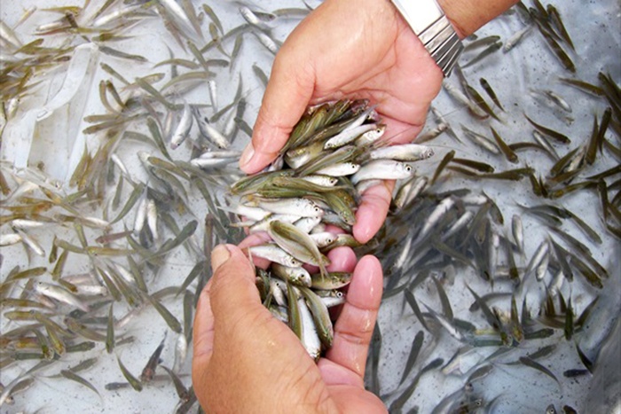 ĐBSCL: Giá cá linh non giảm mạnh