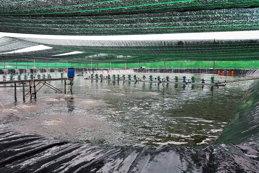 Dinh dưỡng tối ưu cho giai đoạn ương vèo tôm thẻ