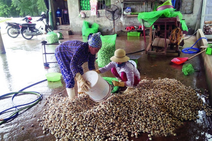 Liên kết hiệu quả trong nuôi trồng thủy sản Thanh Hóa