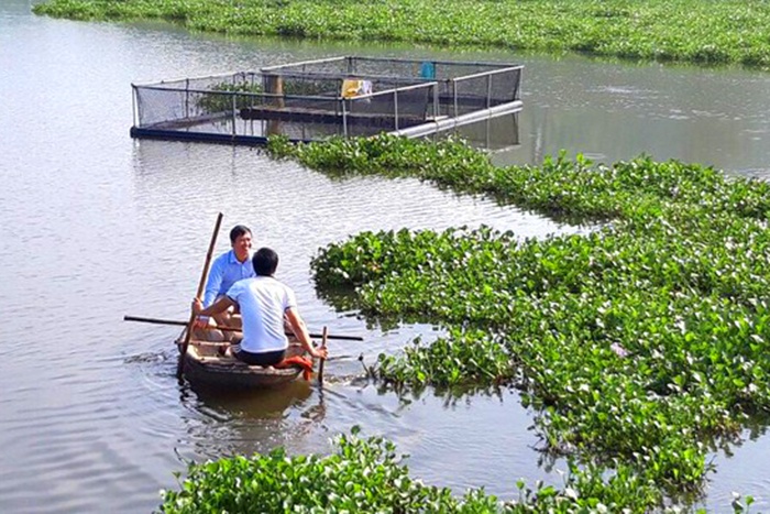 Nuôi cá trắm, chép giòn chỉ cho ăn đậu tằm thu cả trăm triệu