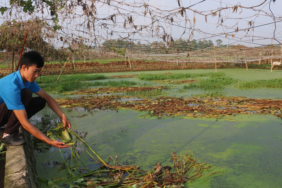 "9X" Quảng Ninh làm giàu từ nuôi ốc