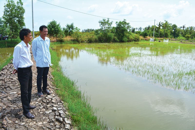 Bền vững sản xuất lúa - tôm