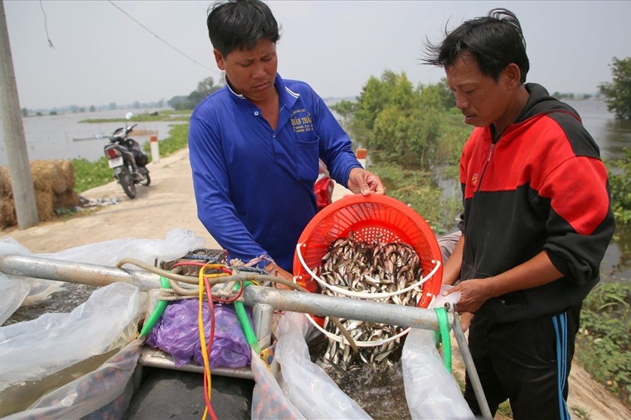 Đồng bằng sông Cửu Long: Mùa nước nổi đang chìm