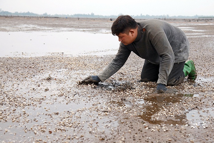 263 tấn ngao chết ở Hà Tĩnh không phải do dịch bệnh