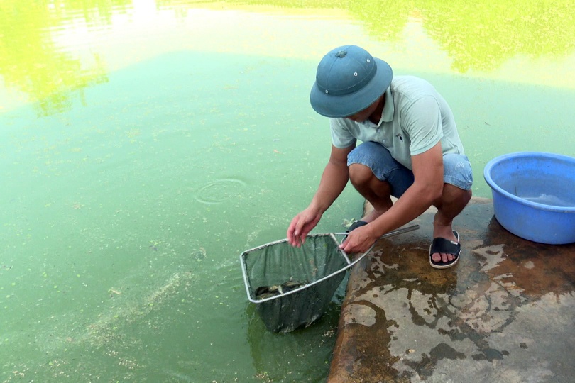 Thanh niên khởi nghiệp thành công từ nuôi cá giống