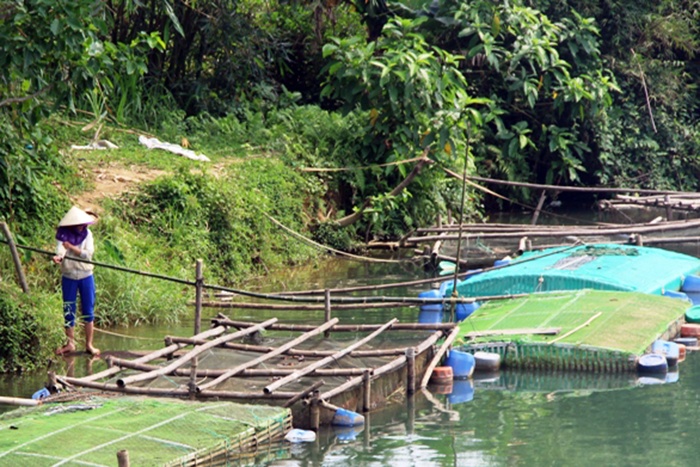 Thừa Thiên Huế: Cá lồng chết hàng loạt ở Quảng Điền