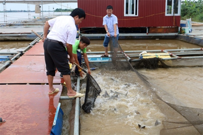 Nông dân Hưng Yên thu tiền tỷ nhờ nuôi cá lồng