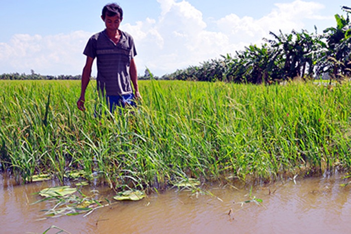 Người nuôi cá ruộng gặp khó