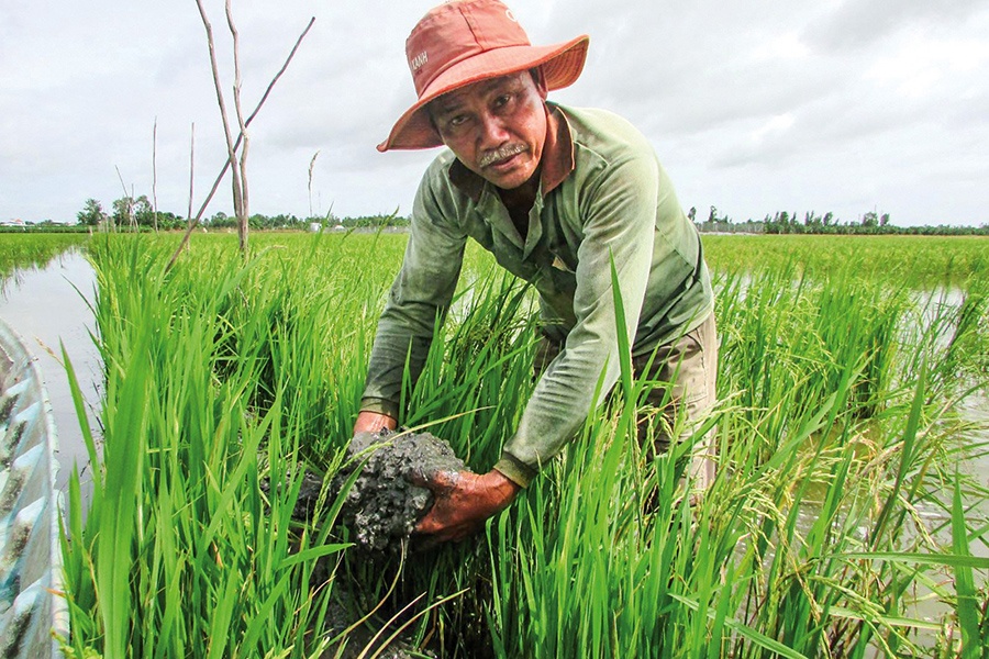 Cá nuôi trên ruộng đang “khát” lũ