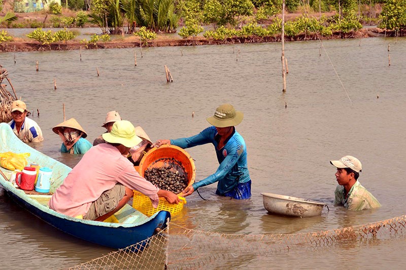 “Khát” ở vùng sò Đông Thới