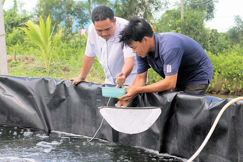 Đẩy mạnh ứng dụng kỹ thuật nuôi tôm 2 giai đoạn