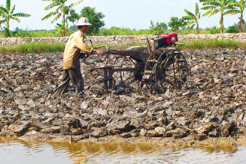 Cà Mau: Vào vụ lúa - tôm