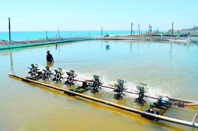 Quảng Ngãi: Quan trắc môi trường nuôi thủy sản còn hạn chế