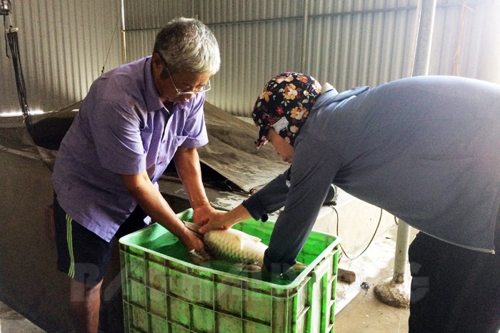 Trang trại cá giống Ninh Bình doanh thu 7 - 8 tỷ đồng/năm