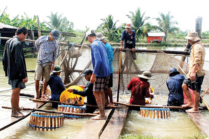 Giá cá tra nguyên liệu tăng nhẹ