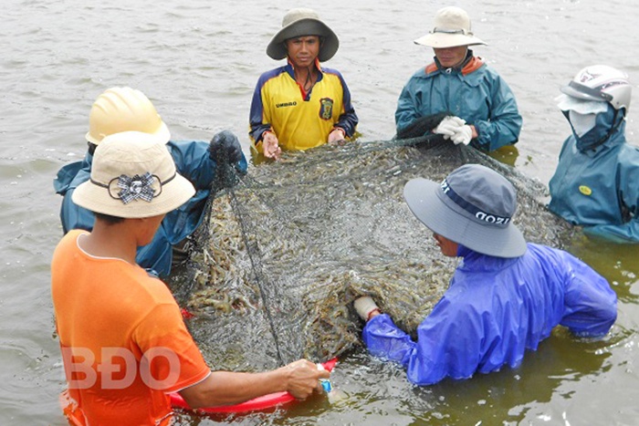 Ðảm bảo an toàn thực phẩm đối với tôm nguyên liệu