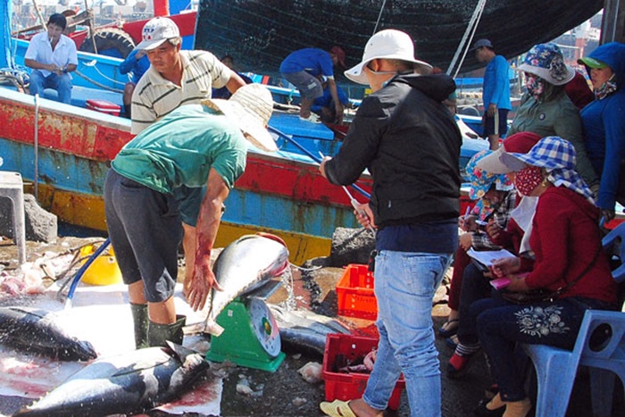 Xuất khẩu cá ngừ sang Trung Quốc bất ngờ sụt giảm