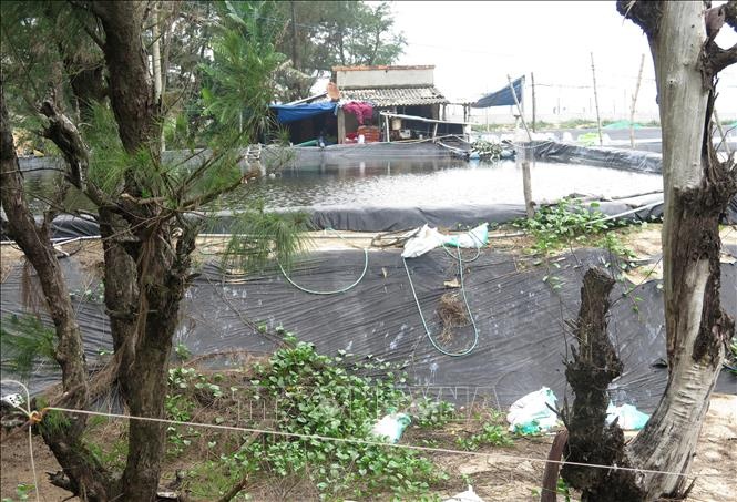 rừng dương phòng hộ bị xâm chiếm để nuôi tôm