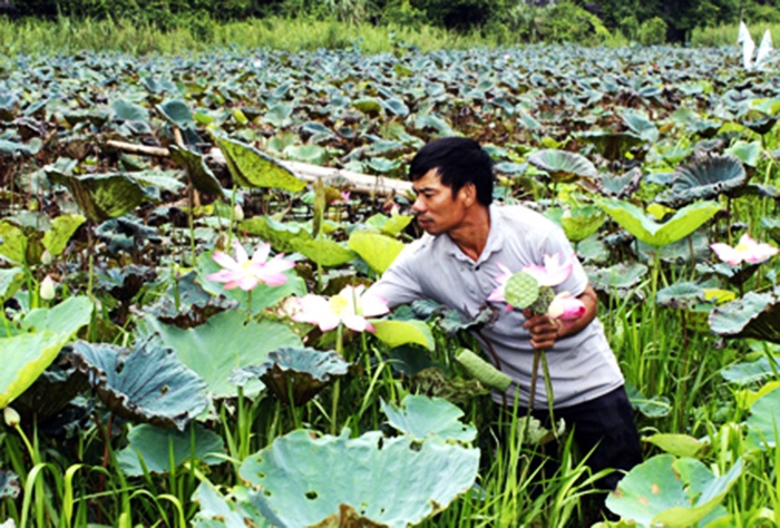 Trồng sen Nhật kết hợp với nuôi cá rô