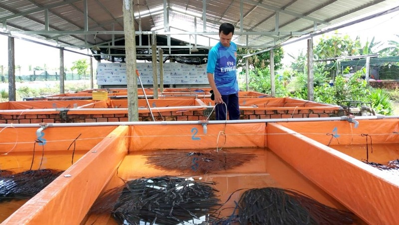 Trại ươm giống thành công nhờ “bí kíp” nuôi lươn không cần bùn