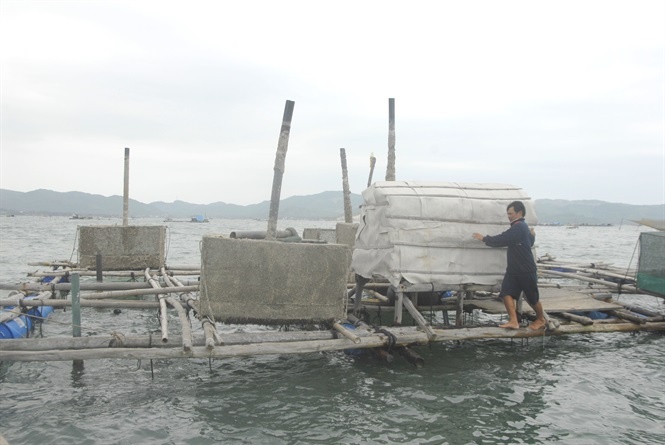 Nam Trung bộ khẩn trương bảo vệ lồng bè nuôi trồng thủy sản