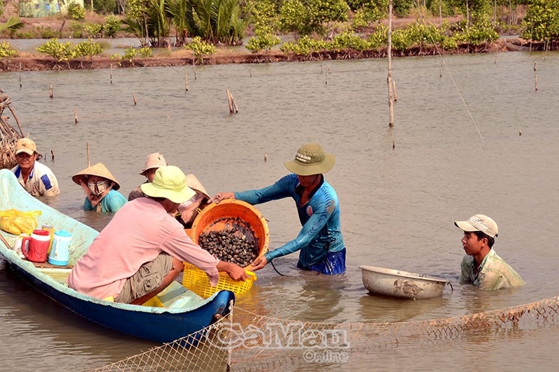 Cà Mau: Nuôi sò huyết đổi đời