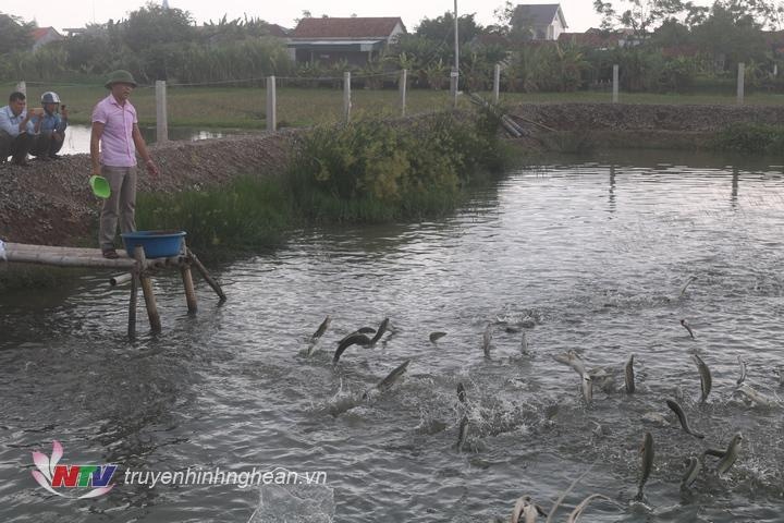 Nghệ An: Xây dựng mô hình nuôi cá lóc thâm canh mật độ cao gắn với bao tiêu sản phẩm