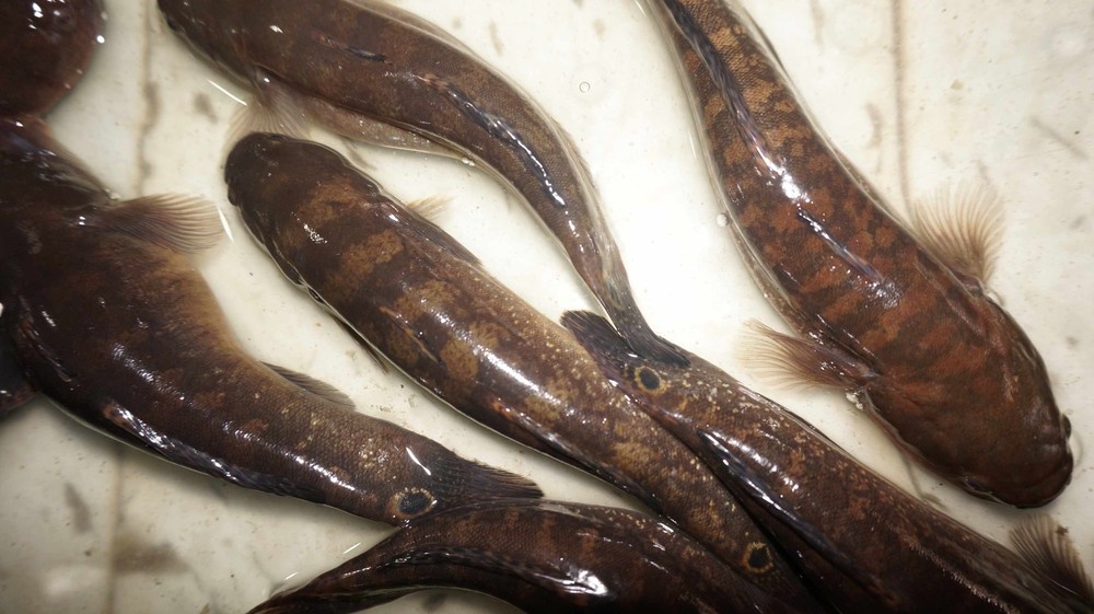 Mô hình nuôi cá bống bớp ở Nam Định
