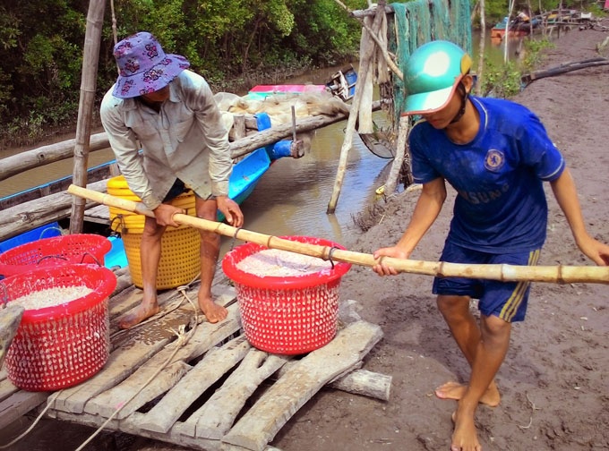 Ra biển trúng cả tấn ruốc