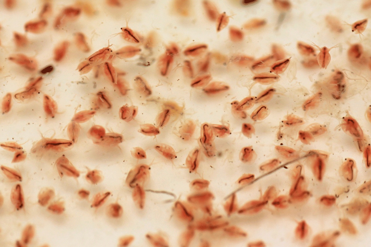 Kiếm tiền từ trứng nước