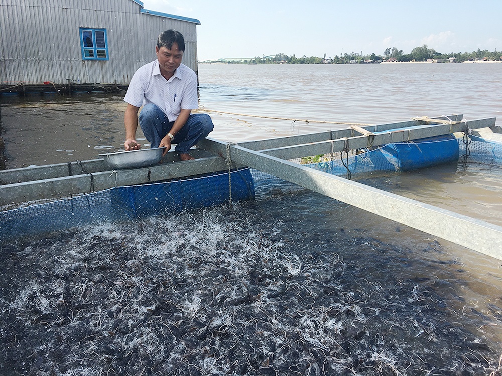 Nuôi cá lăng nha trong lồng bè hiệu quả kinh tế cao