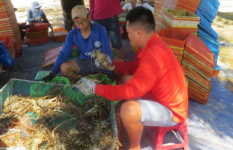 Người nuôi tôm hùm dần qua cơn khó