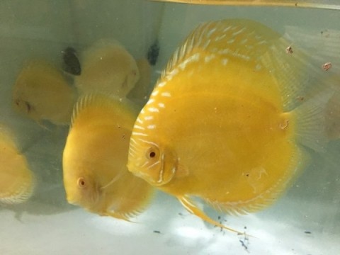 Trai Sài thành nuôi cá dĩa bán sang Tây, giá cao như vàng