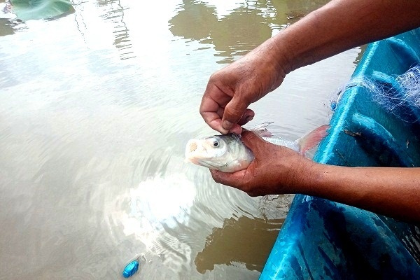 Dấu ấn khuyến nông Làm sông trong ao  thả nuôi cá dày đặc bắt lên toàn  con to khoẻ bán đắt hàng Bài 7