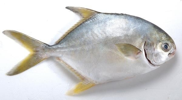 Nhiệt độ ảnh hưởng đến tỉ lệ dị hình của ấu trùng cá chim vây vàng